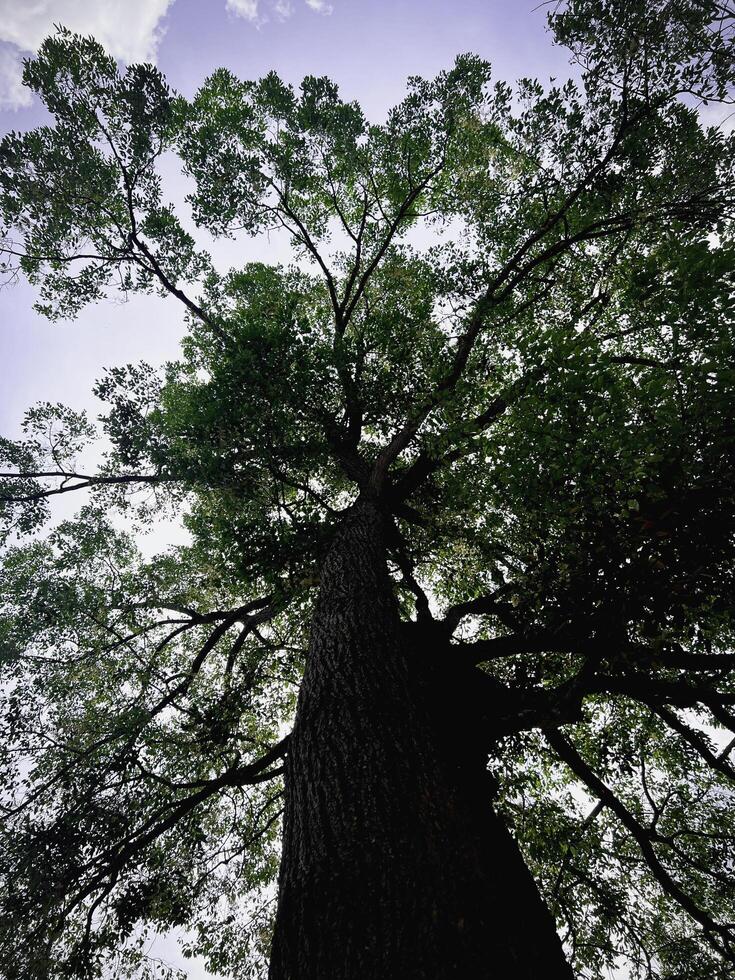 Big tree with old trunk and green leaves plenty around and bright sky photo