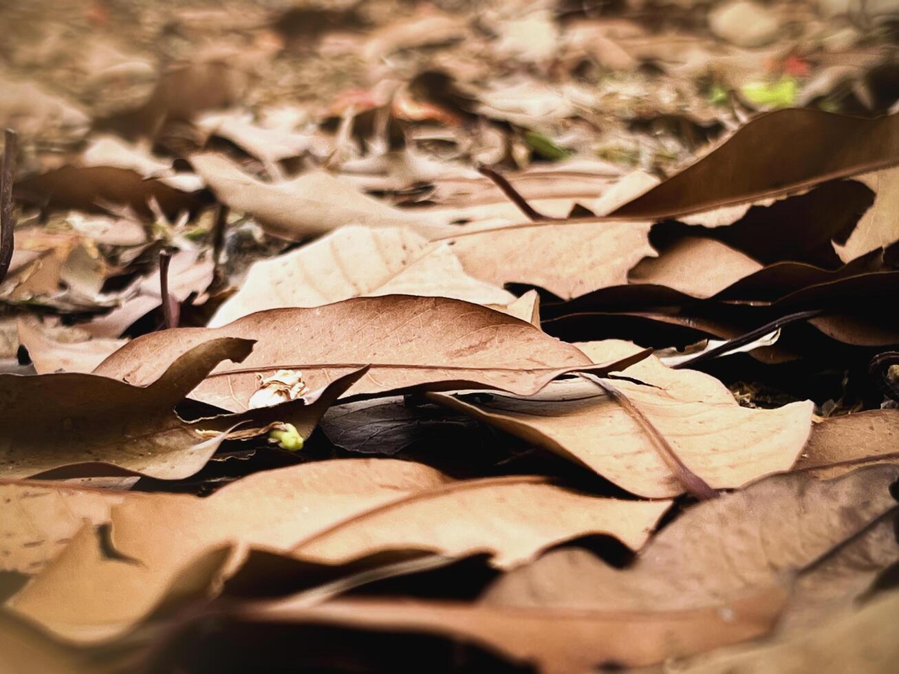 Dried leaves in brown color plenty on ground floor.nature of park area, photo