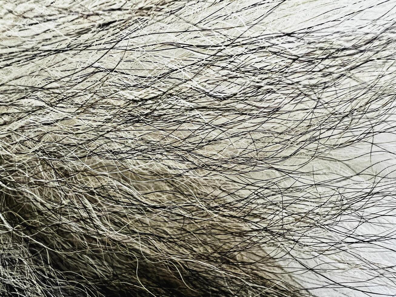 Closeup hair texture.three tone from black to brown and white color photo