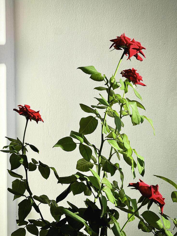 Red Baccara Rose plant,very rich color petal contrast with green leaf and stem,beautiful flower photo