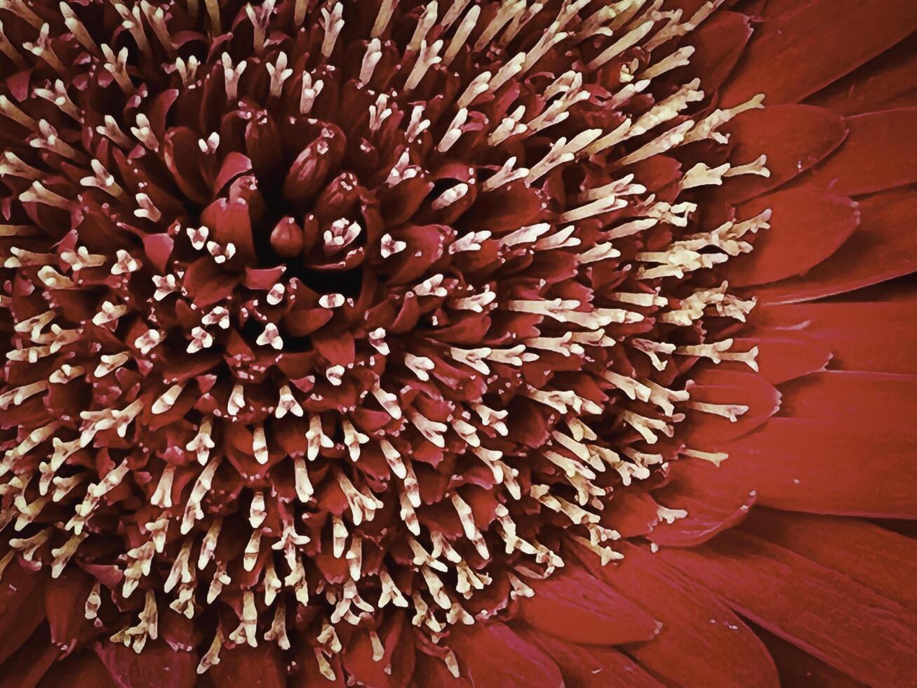 Closeup little Gerbera Pollens.with fresh red petal..flower of happiness and love. photo