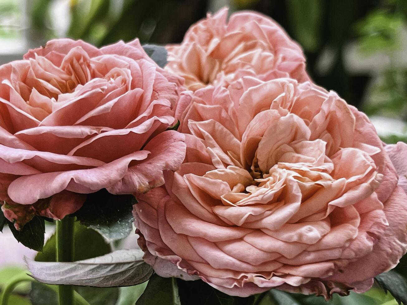 London Eye Rose .Peach-Pink petals,cup shape.fragrance plant photo