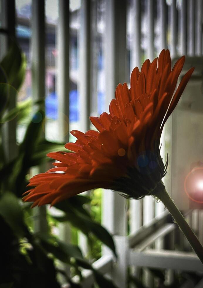 Gerbera with fresh red petal and little yellow pollens. photo