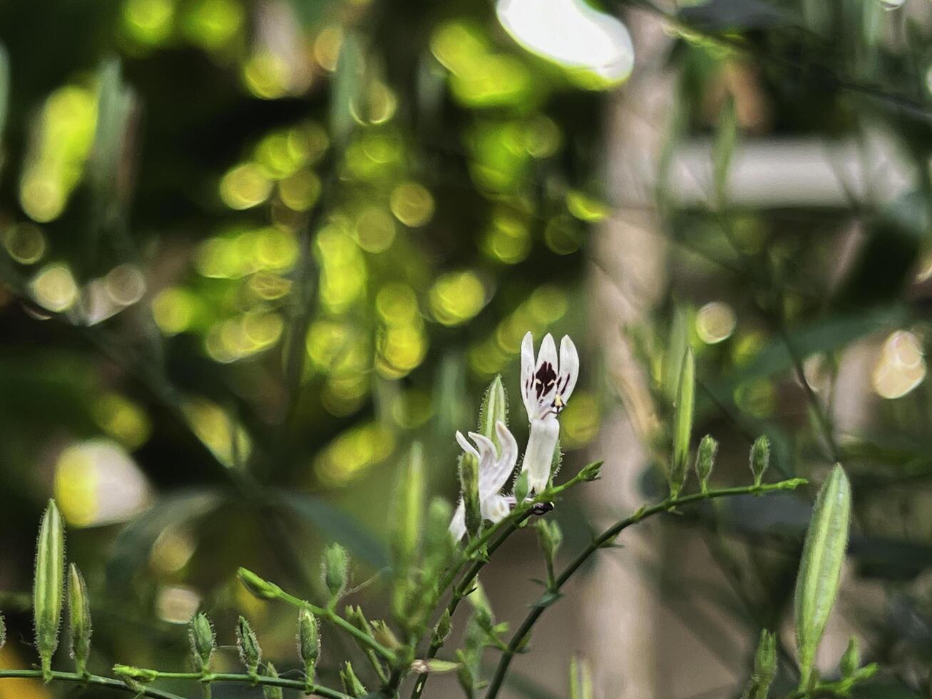 Small flower of Kariyat plant or Andrographis paniculata.green leaves.healthy herb, photo