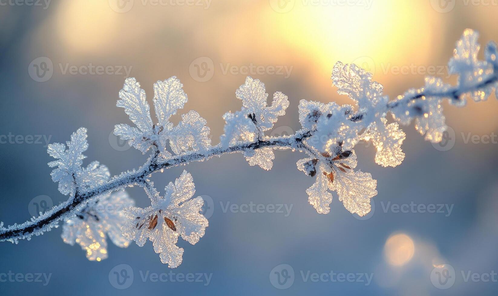 A branch covered in frosty snow photo