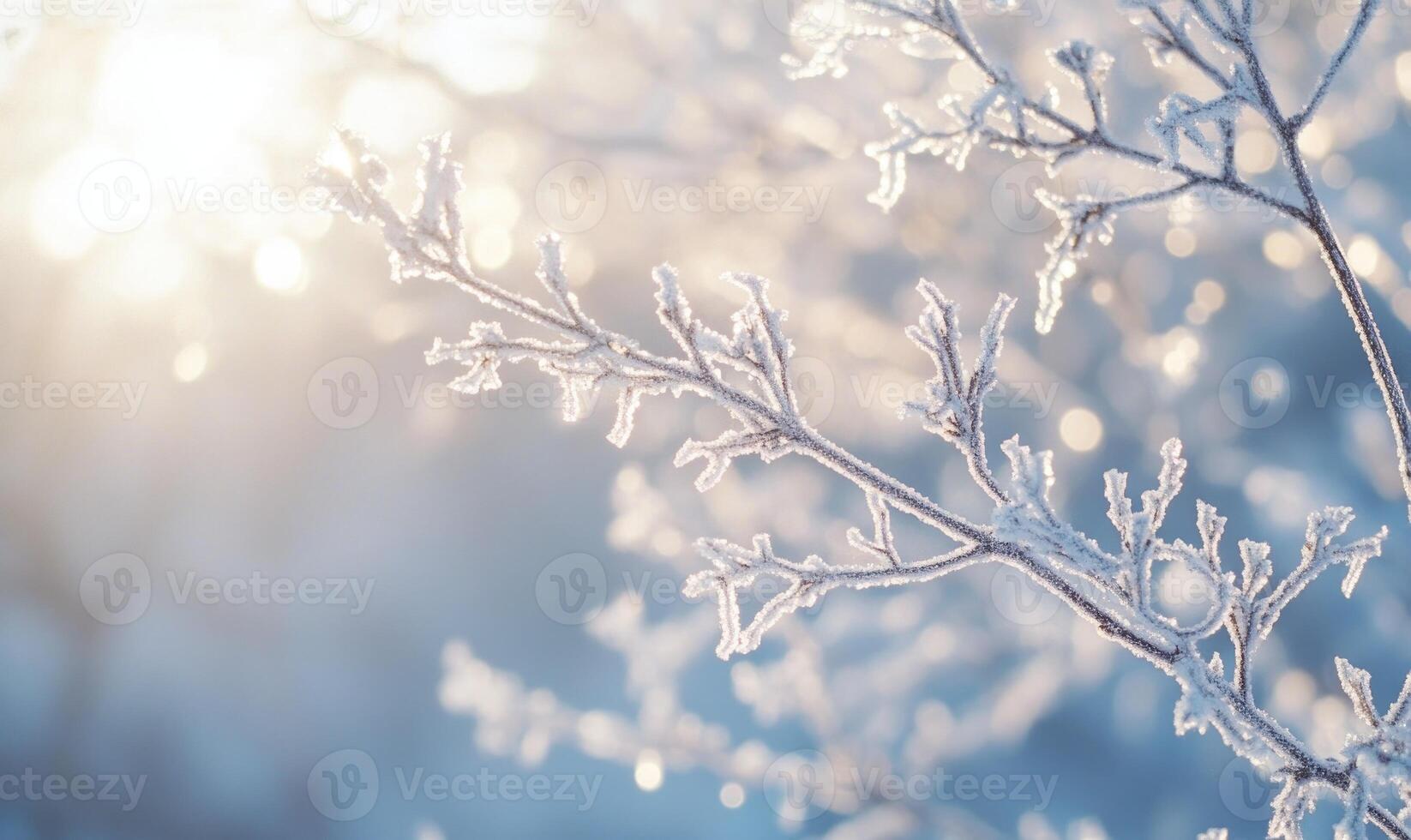 A branch covered in frost and snow photo