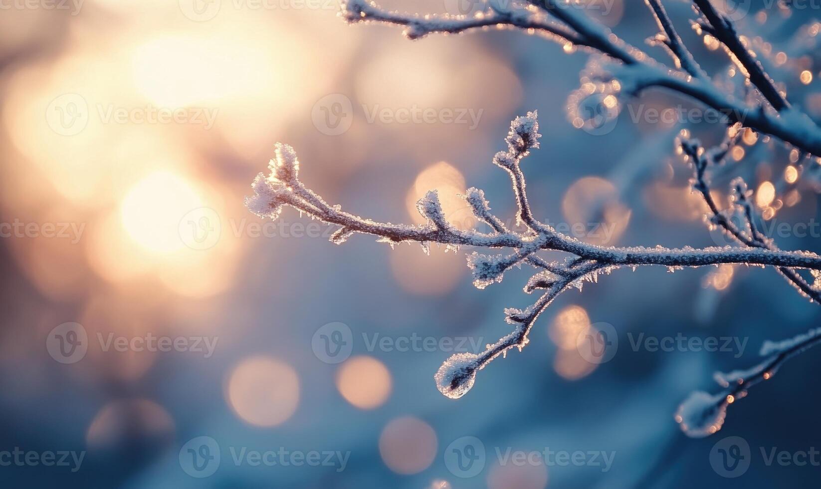 A branch covered in frost and snow photo