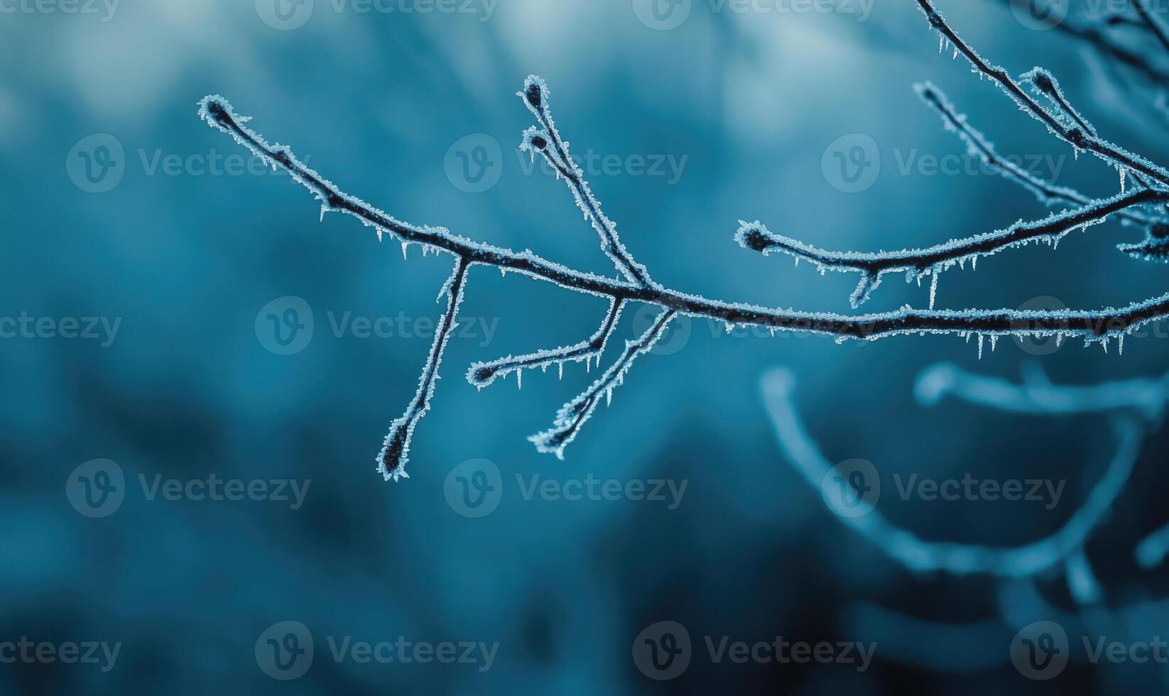 A branch covered in frost and ice photo