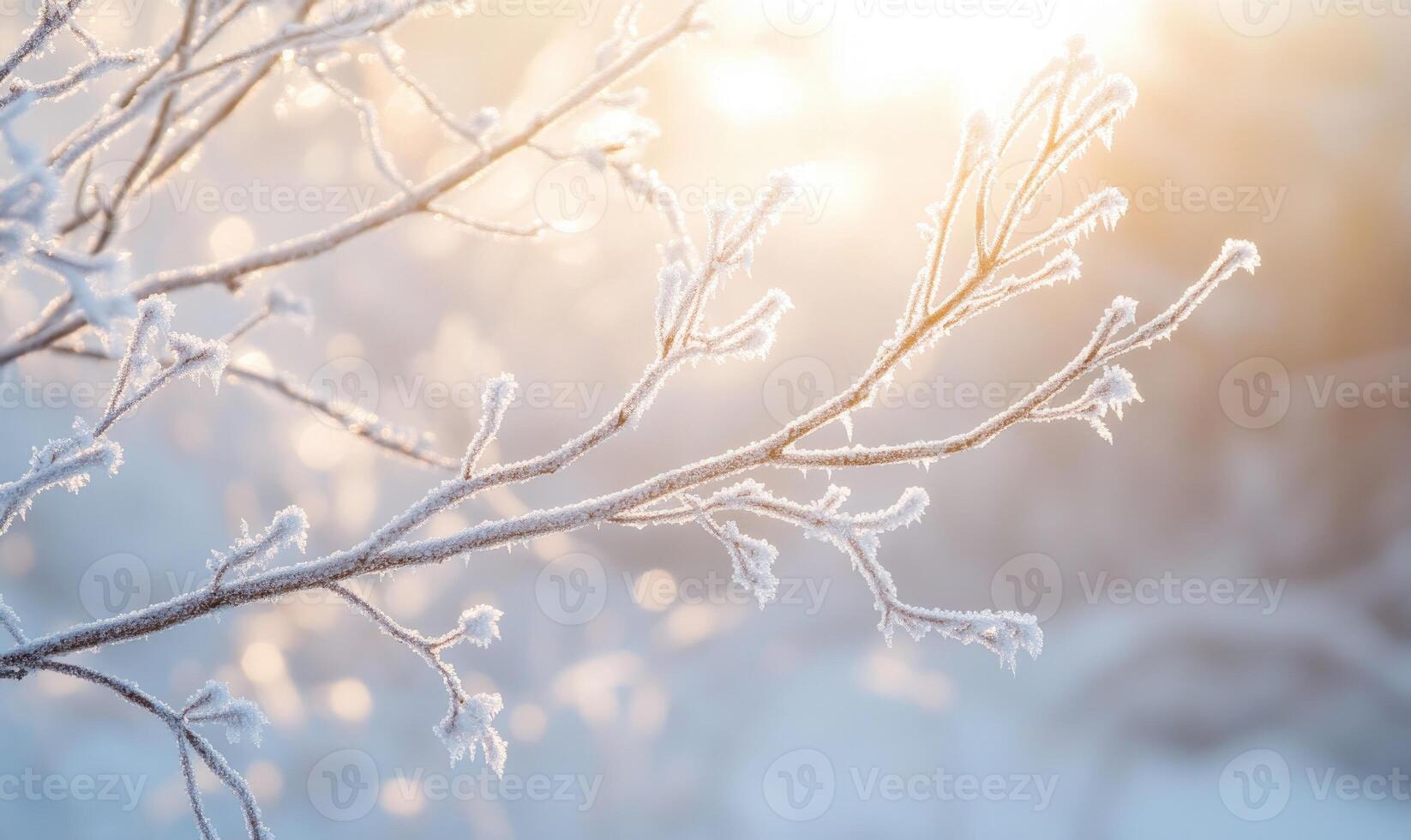 A branch covered in frost and snow photo