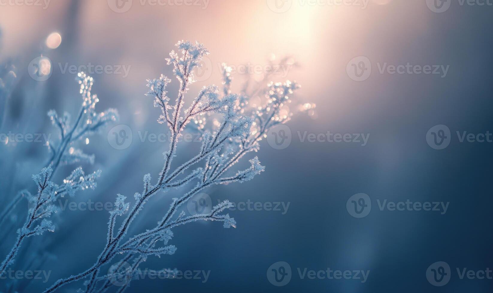 A branch covered in frost and snow photo