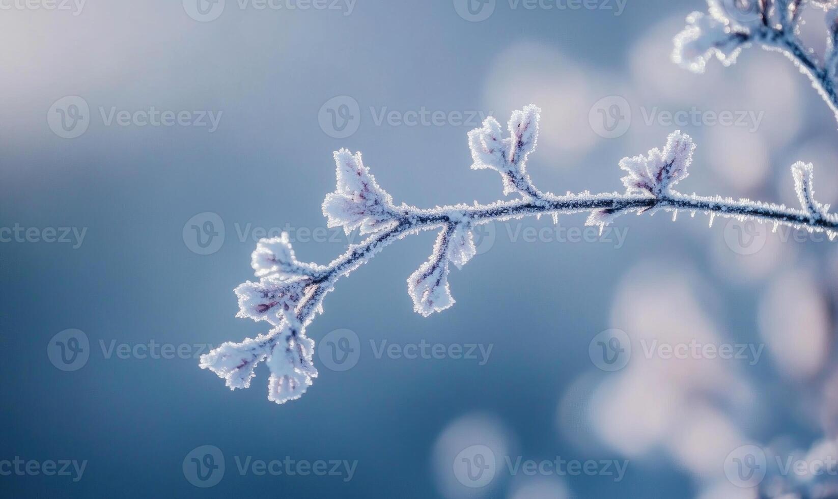 A branch covered in frost and snow photo