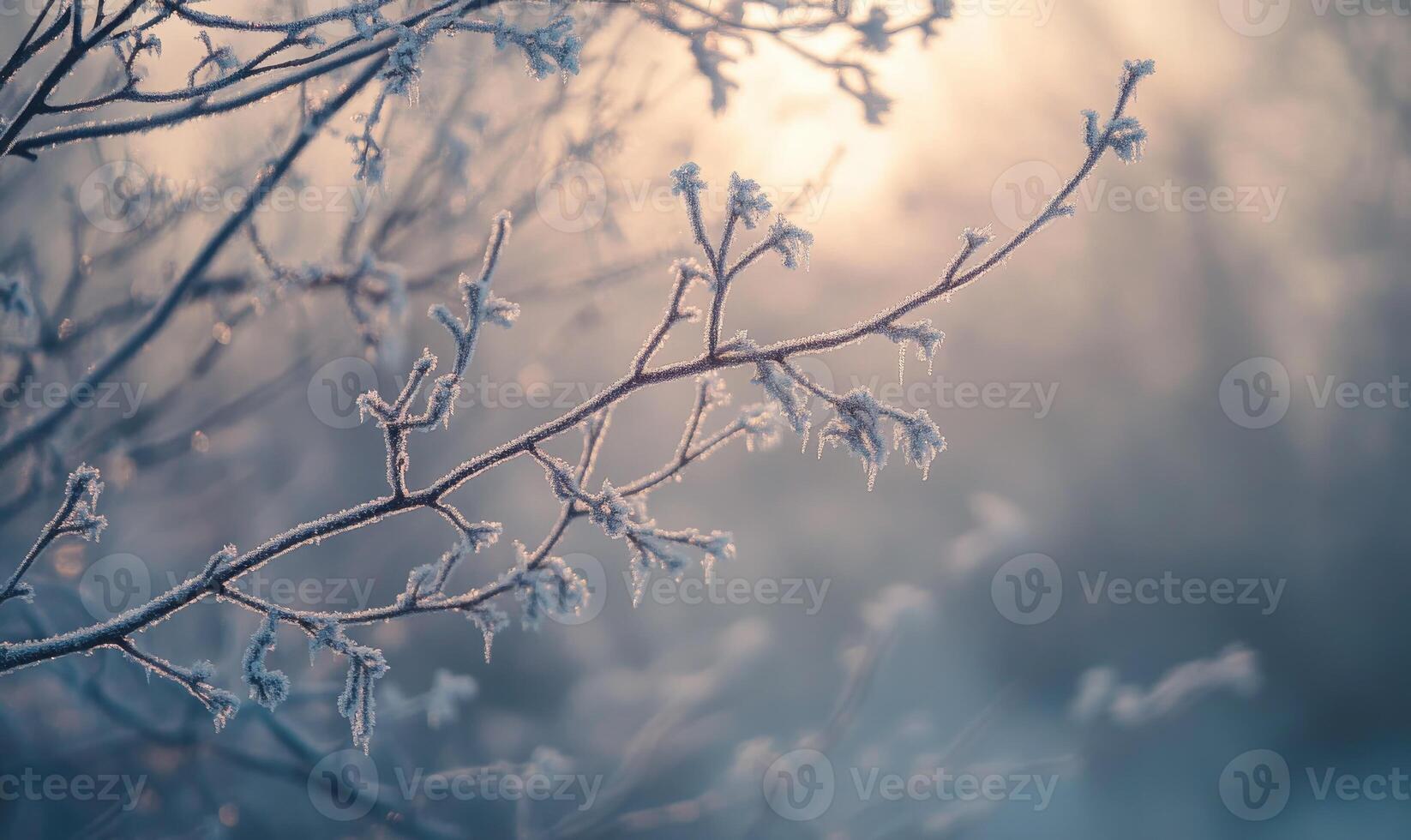 A branch covered in frost and snow photo