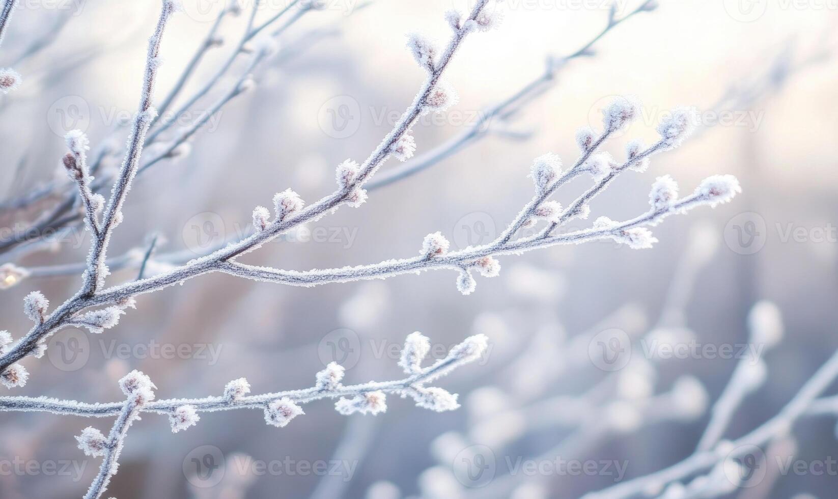 A branch covered in frost and snow photo