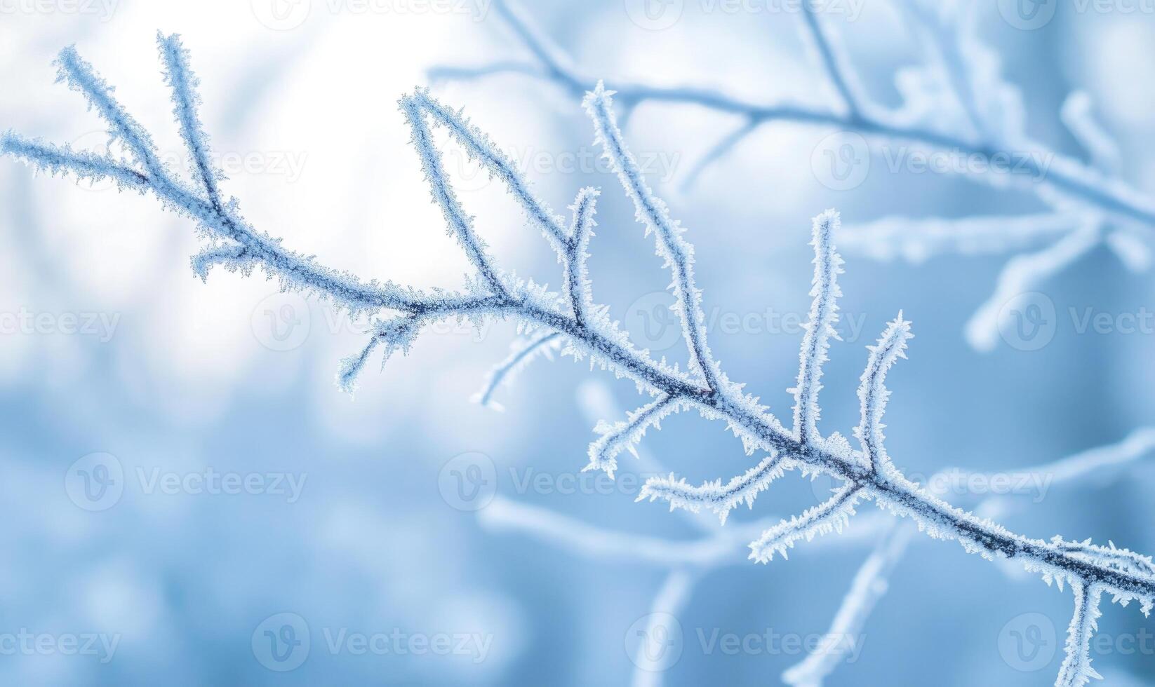 A frozen branch with frost on it photo