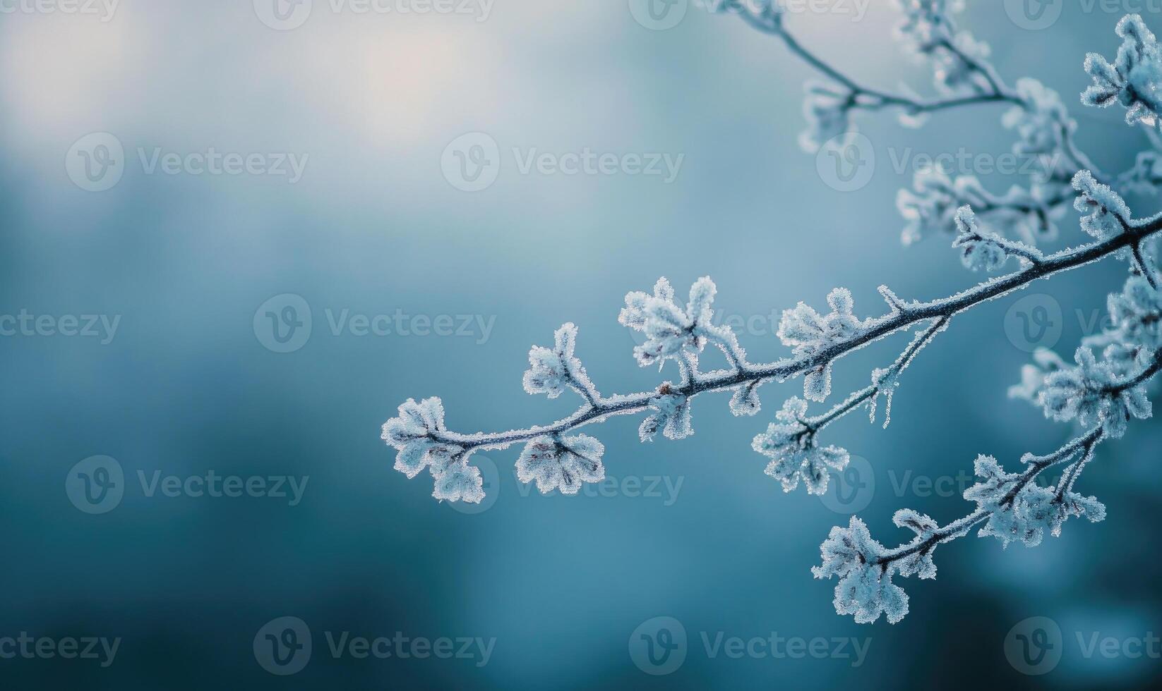 A branch covered in frosty ice photo
