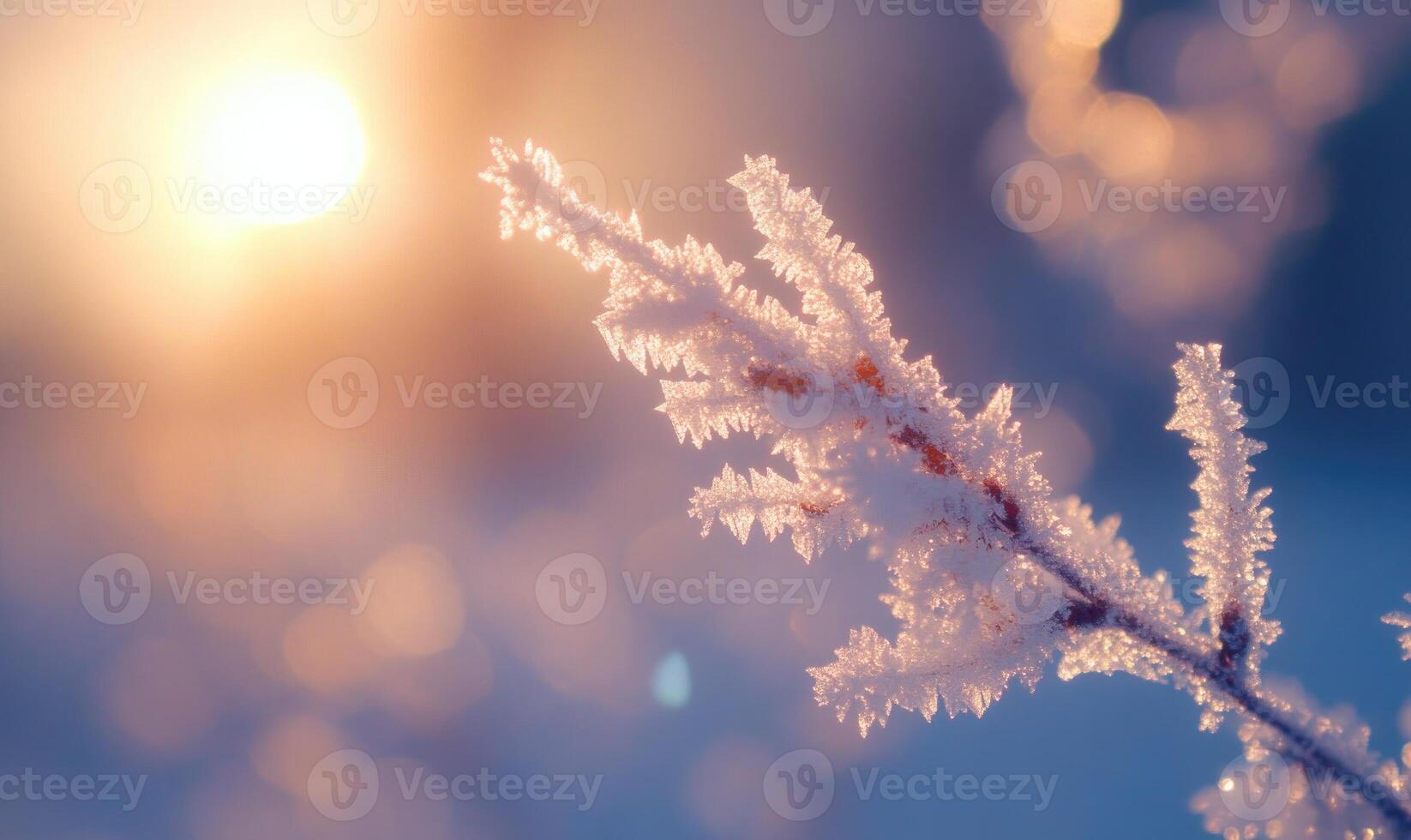 A frosty branch with a sun in the background photo