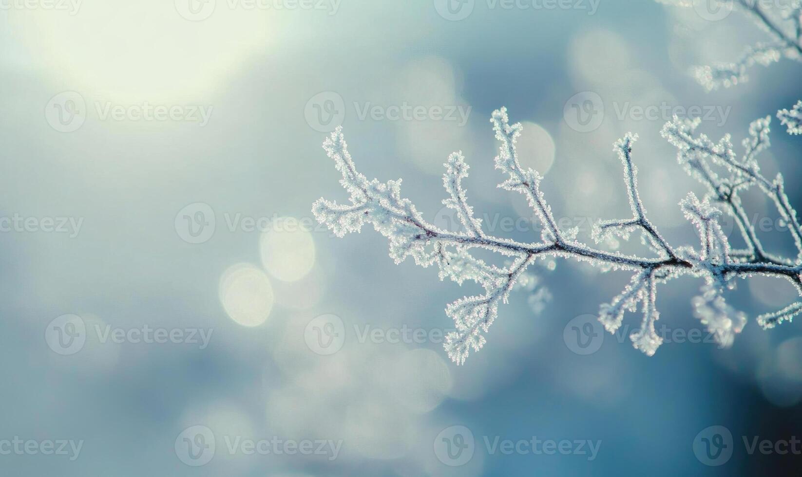A branch covered in frost and snow photo