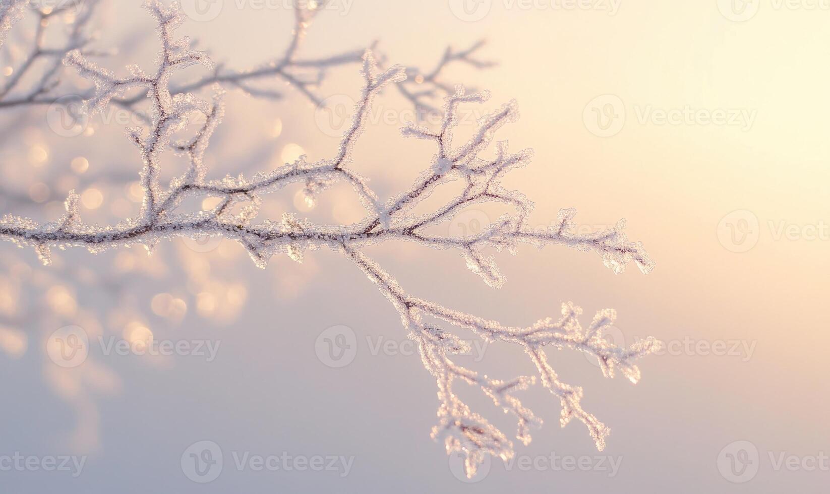 A branch covered in frost and snow photo