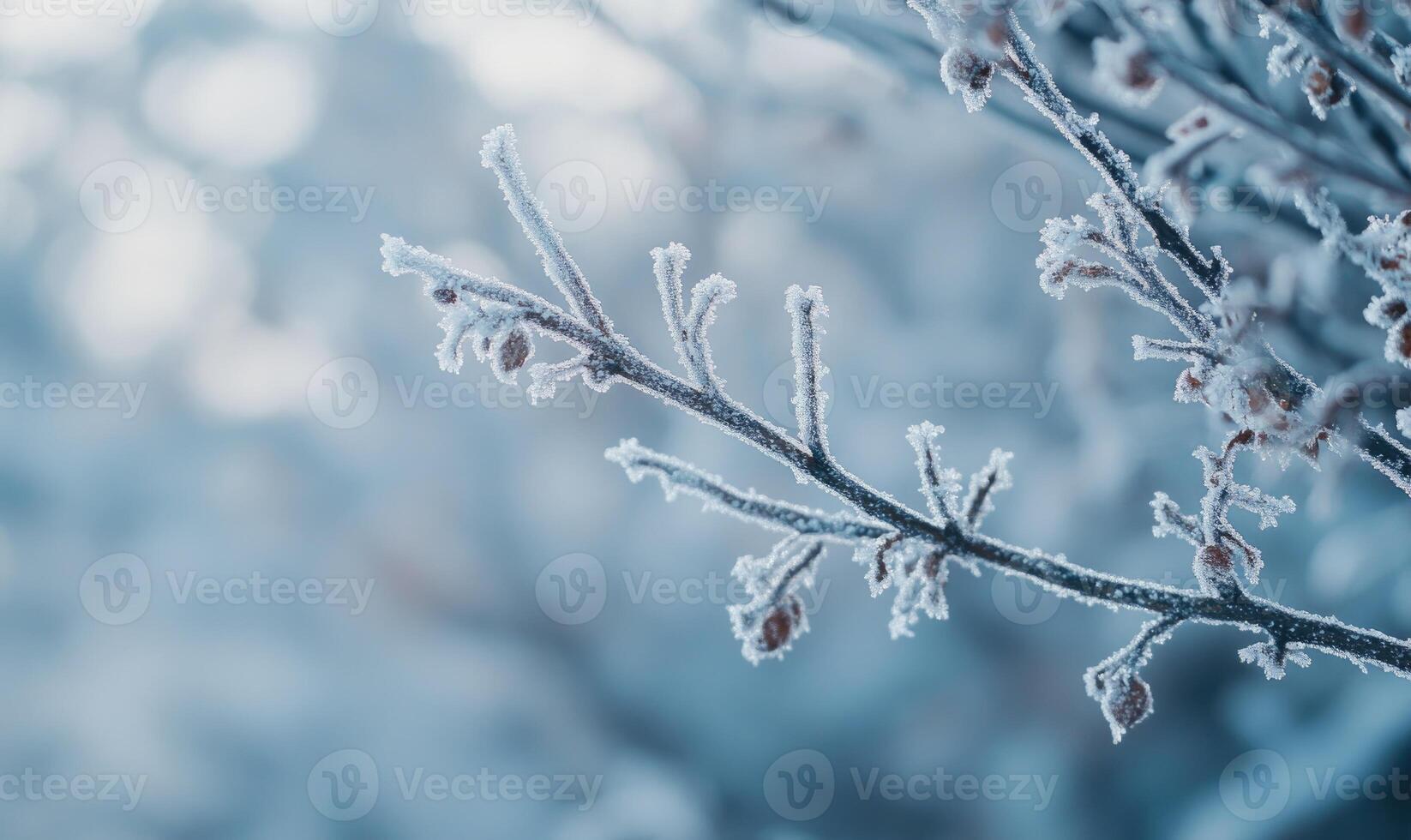 A branch covered in frost and snow photo
