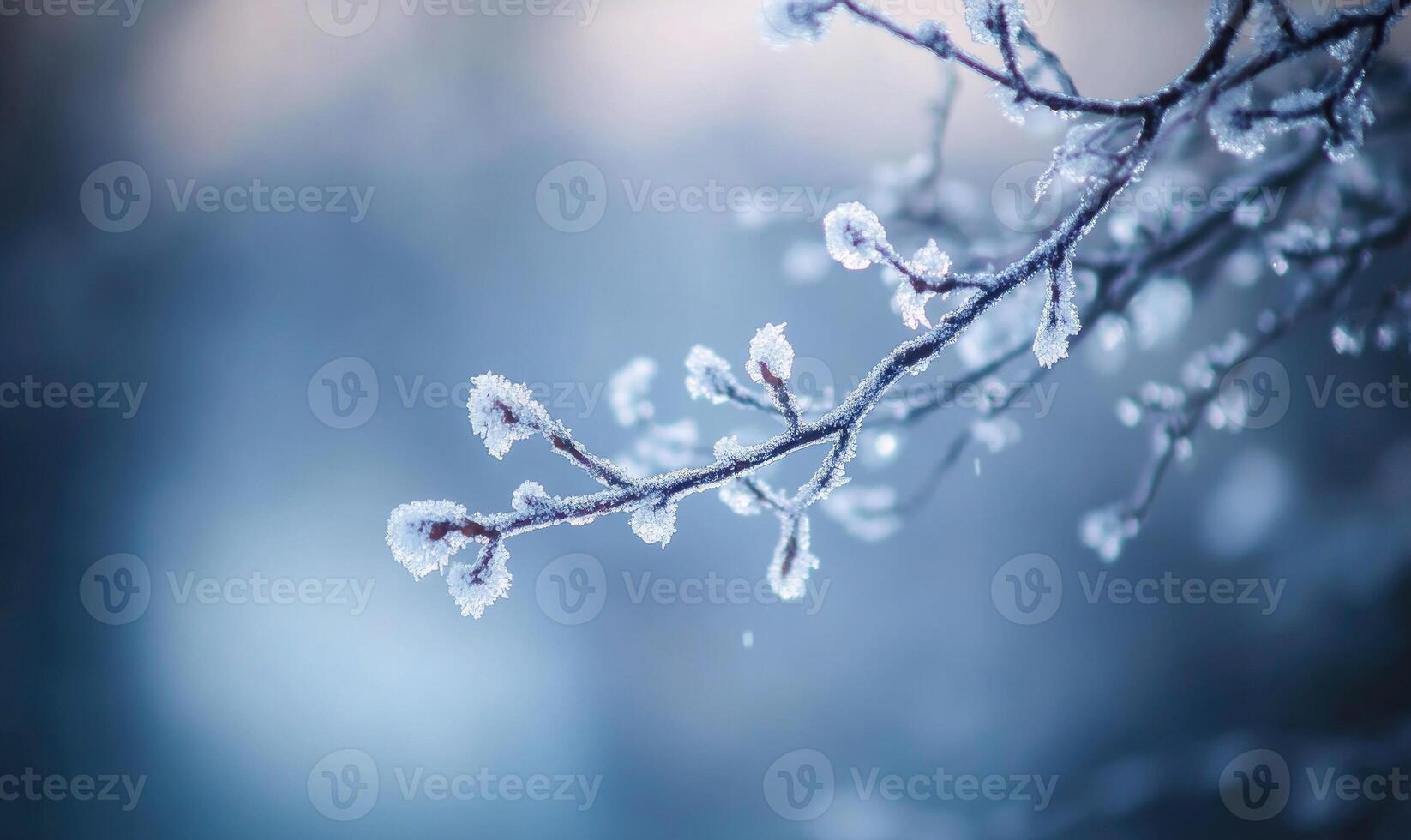 A branch covered in frost and snow photo