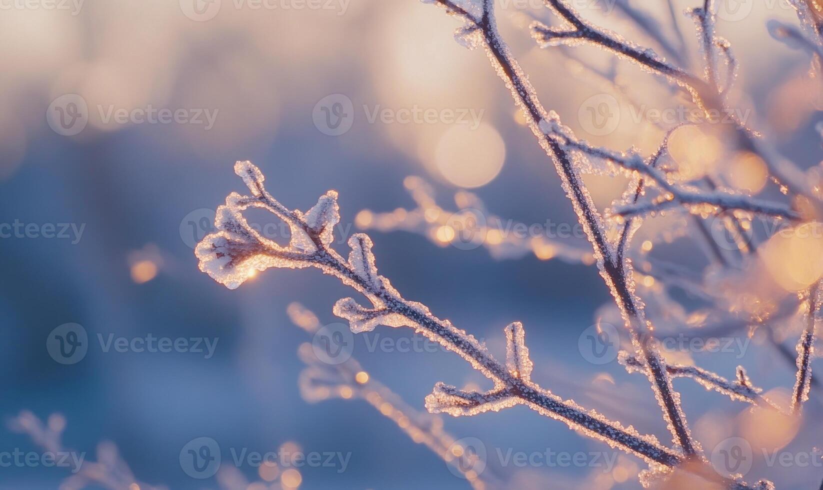 A branch covered in frost and snow photo