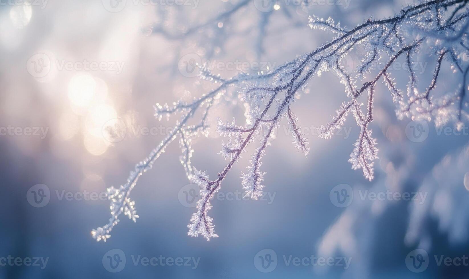 A branch covered in frost and snow photo