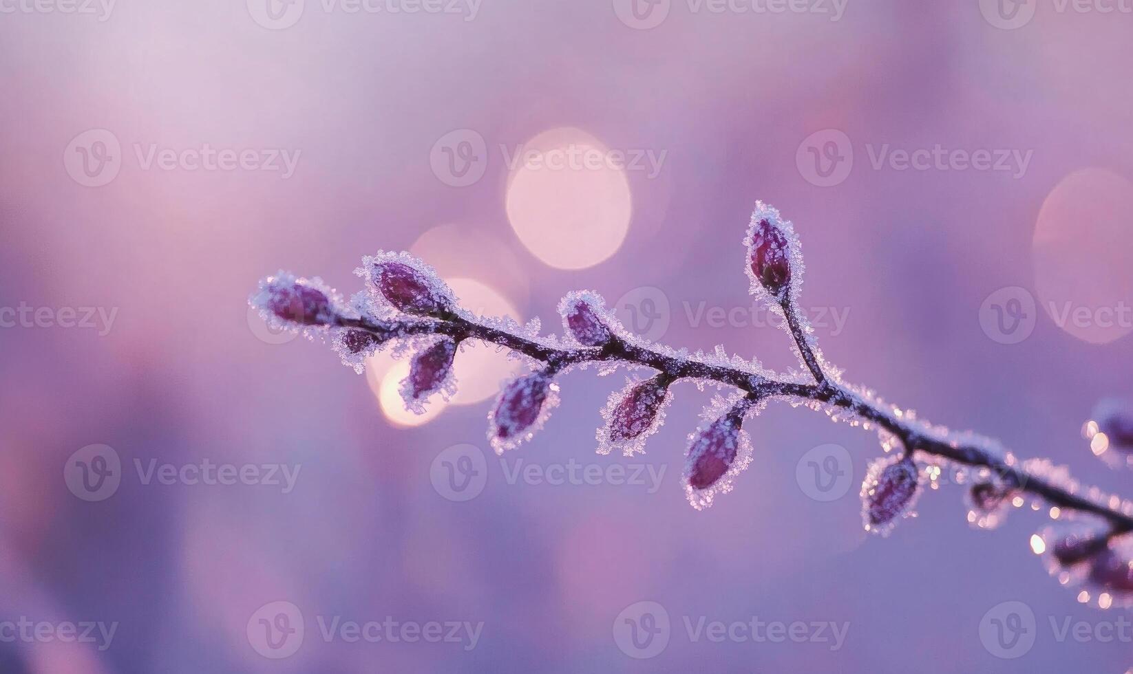 A branch of a plant is covered in frost and has a purple hue photo
