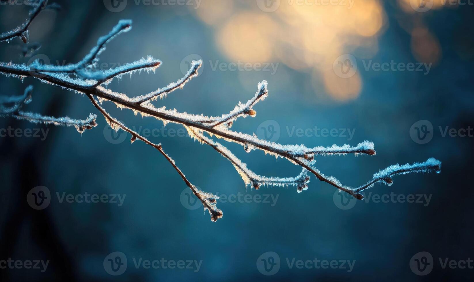A branch covered in frost and snow photo