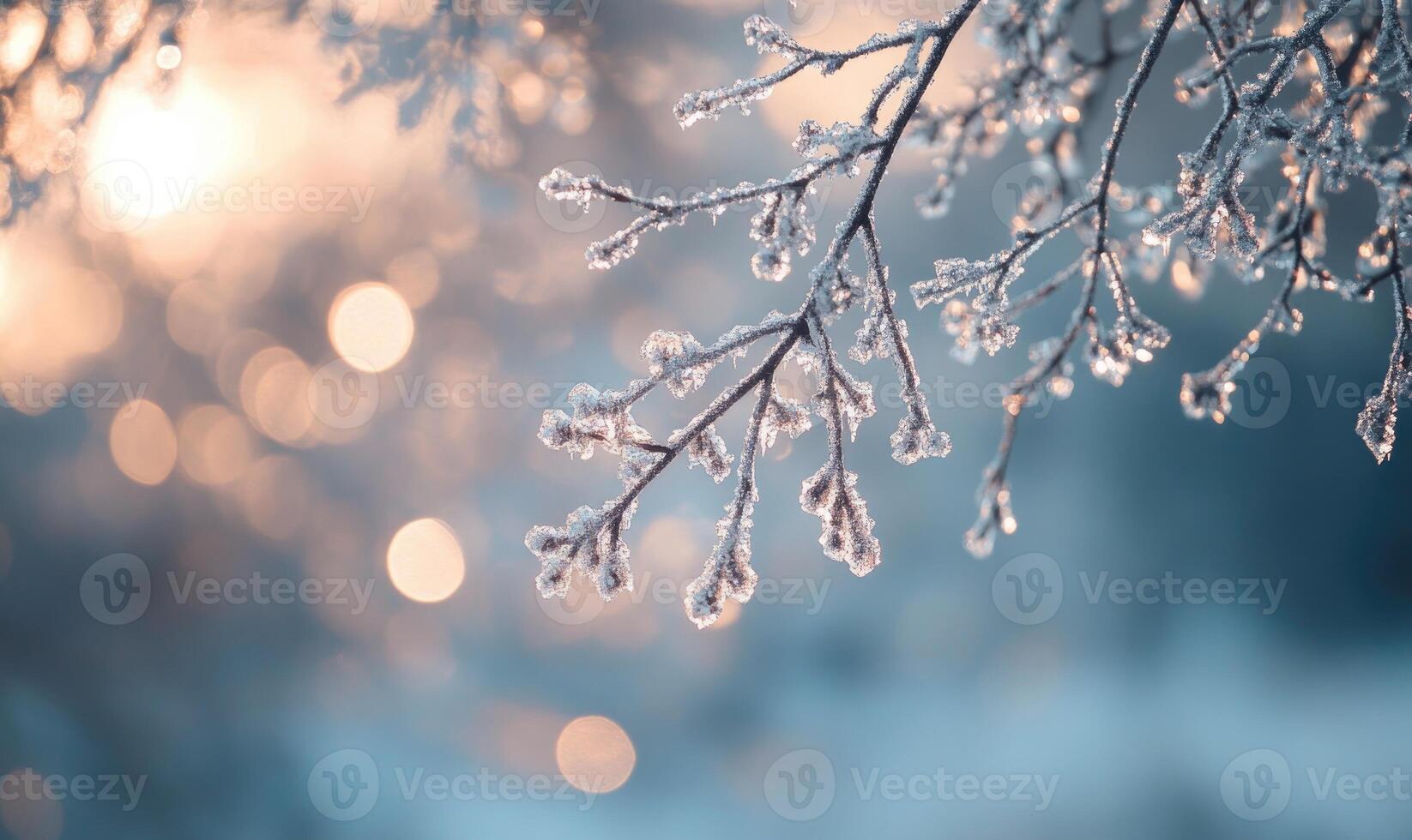 A branch covered in frost and snow photo