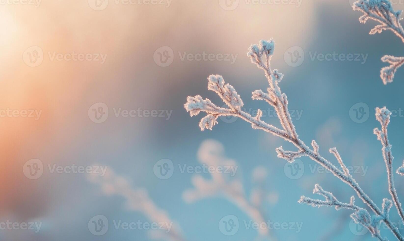 A close up of a branch covered in frost photo