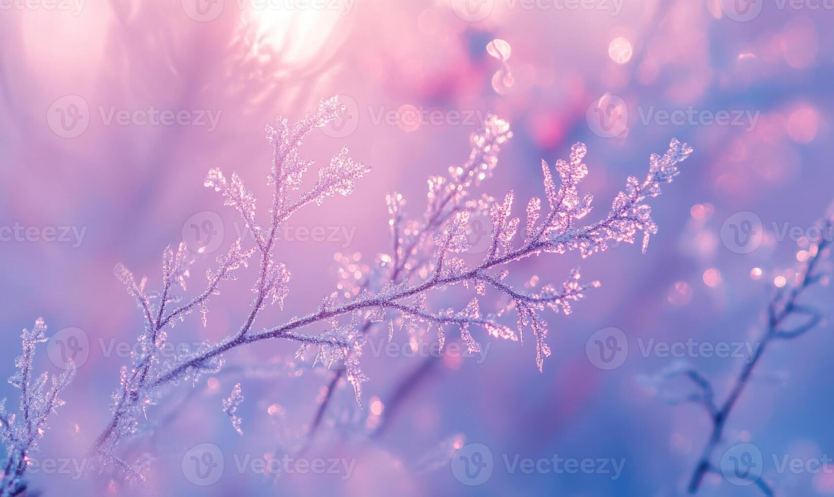 A branch covered in frost and snow photo