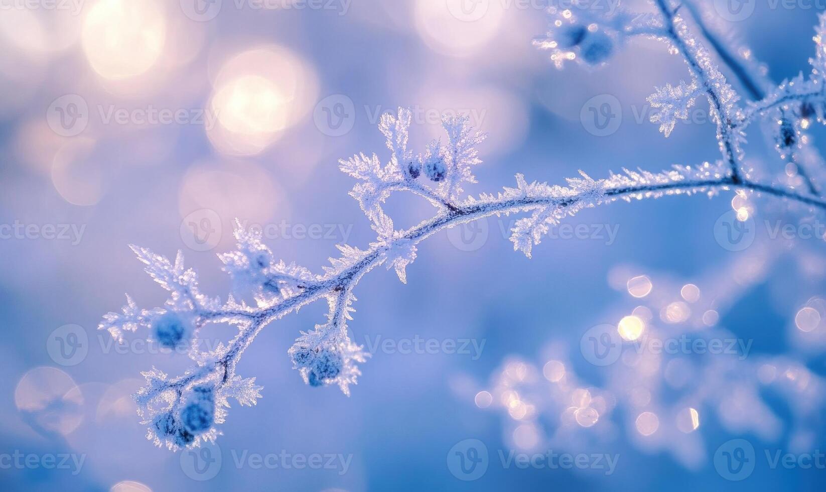 A branch covered in frost and snow photo