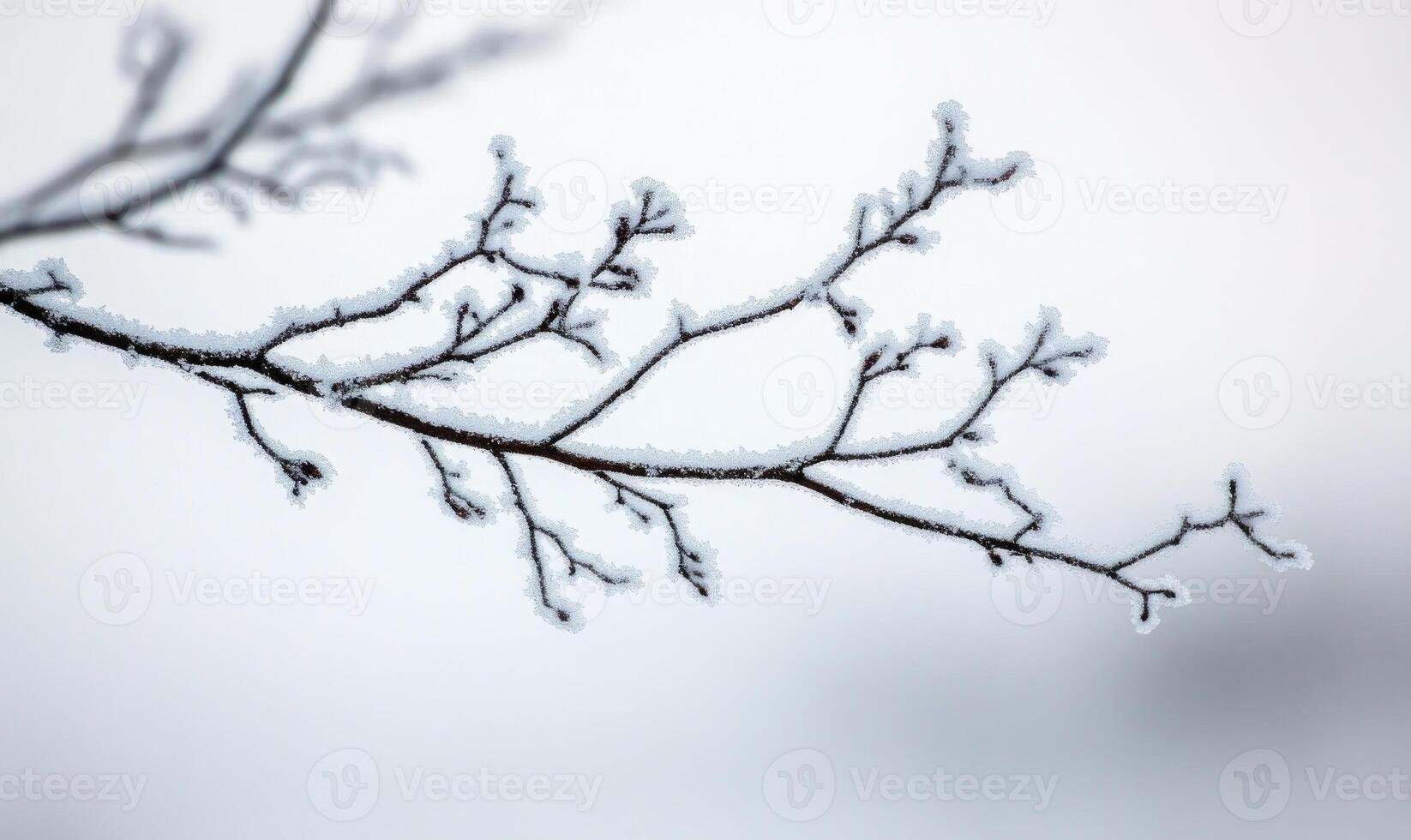 A branch covered in frost and snow photo