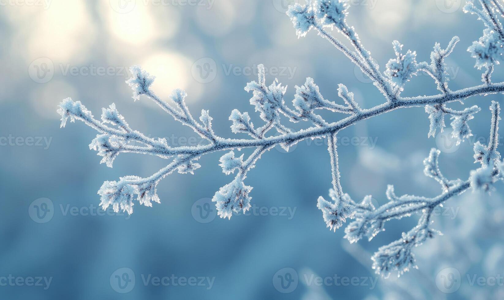 A branch covered in frost and snow photo
