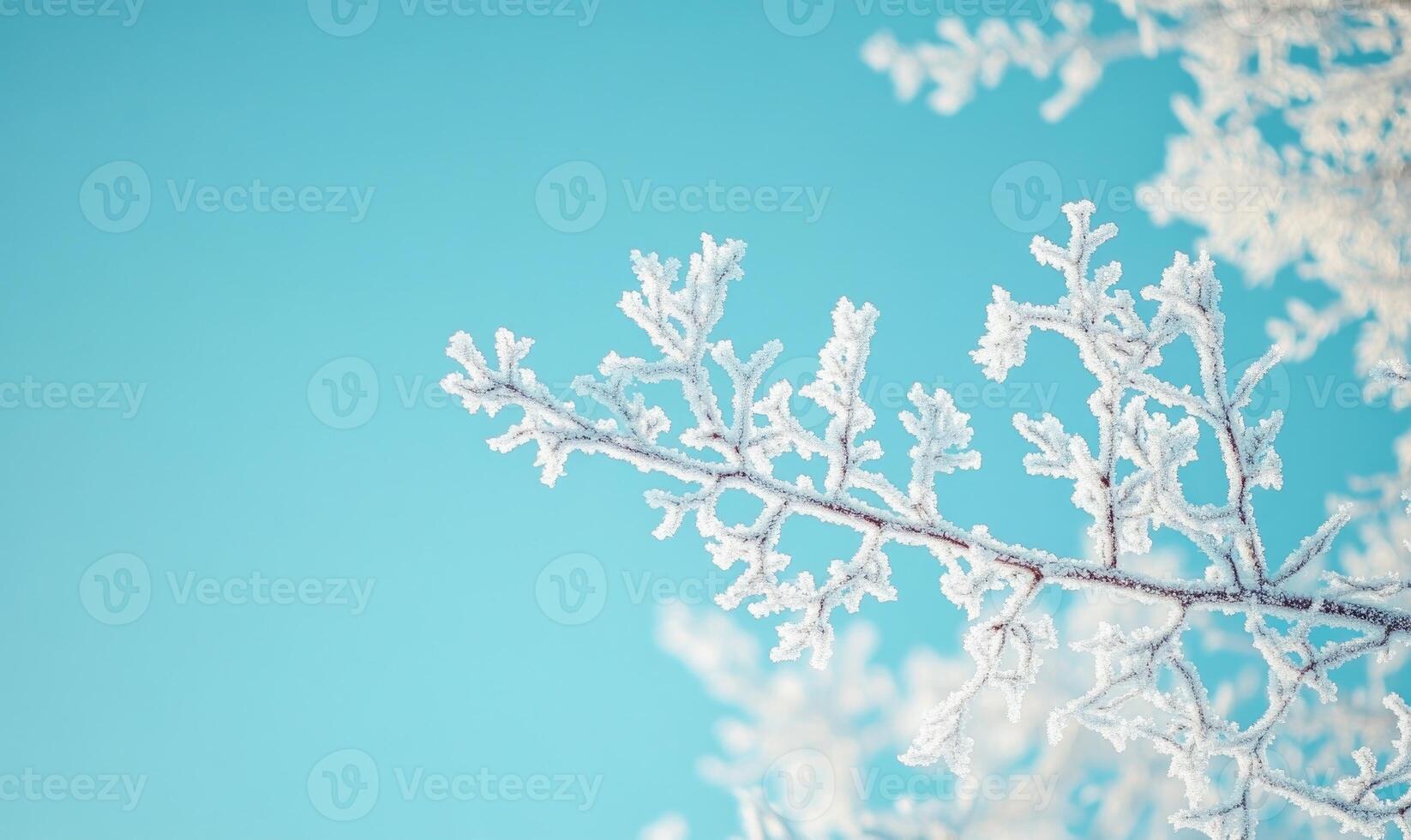 A branch covered in frost and snow photo