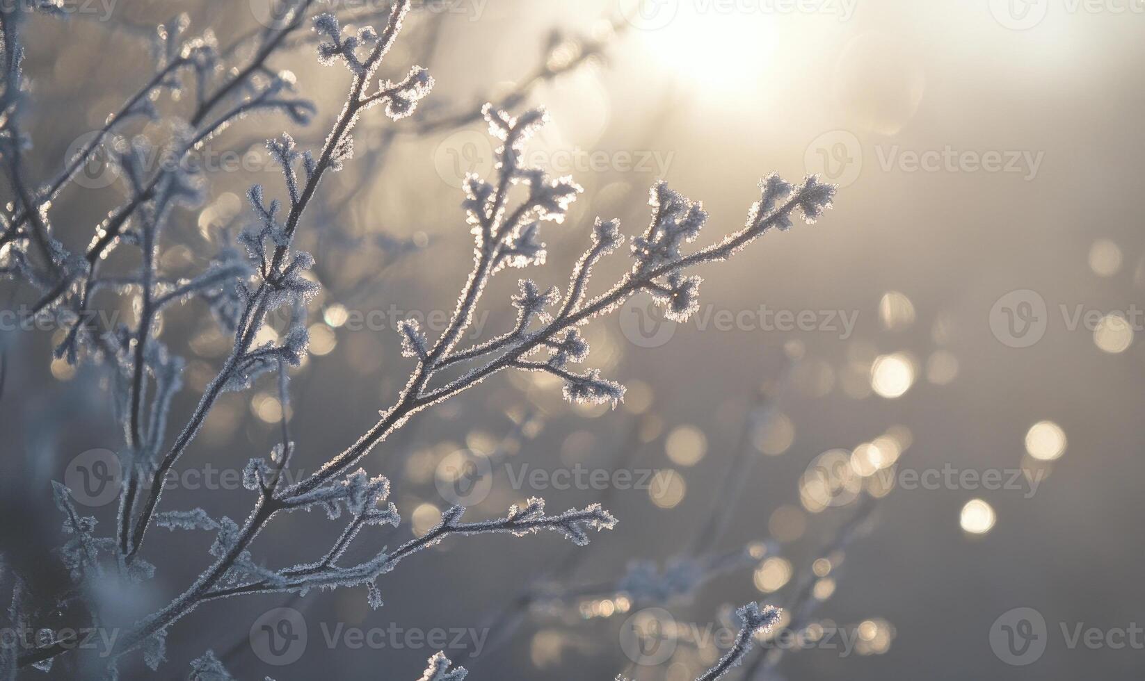 A branch covered in frost and snow photo