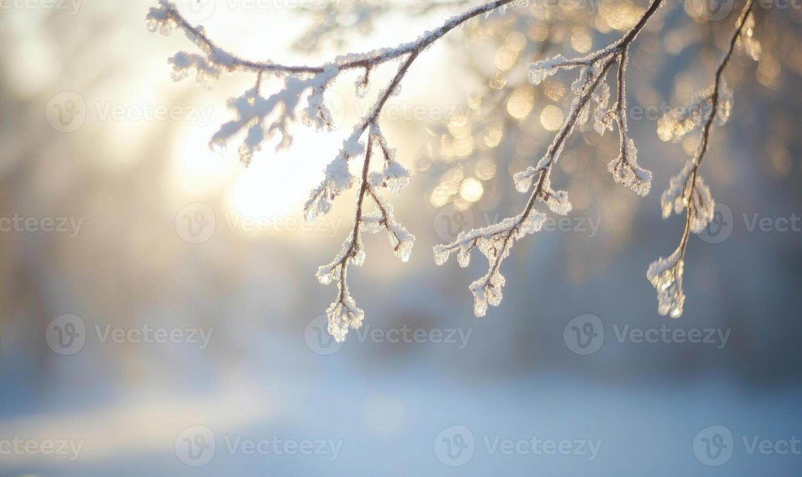 A branch covered in frost and snow photo