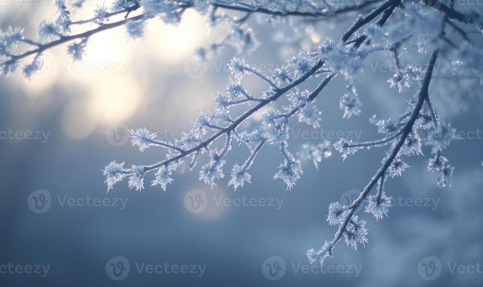 A branch covered in frost and snow photo