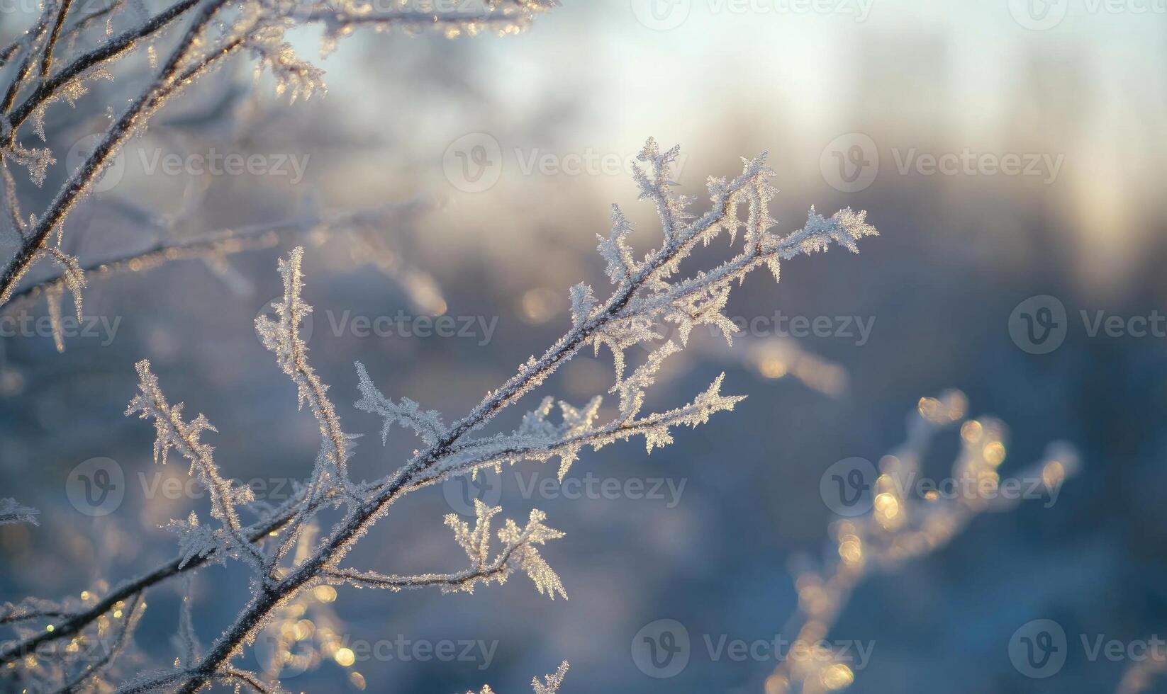 A branch covered in frost and snow photo