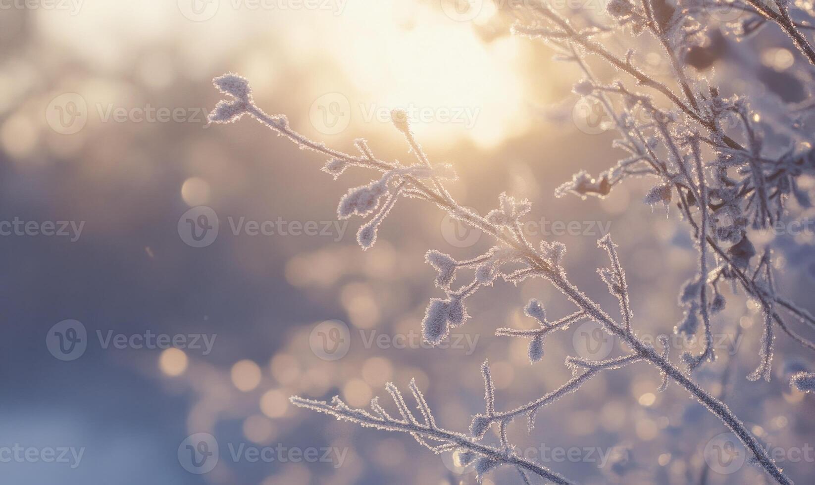 A branch covered in frost and snow photo