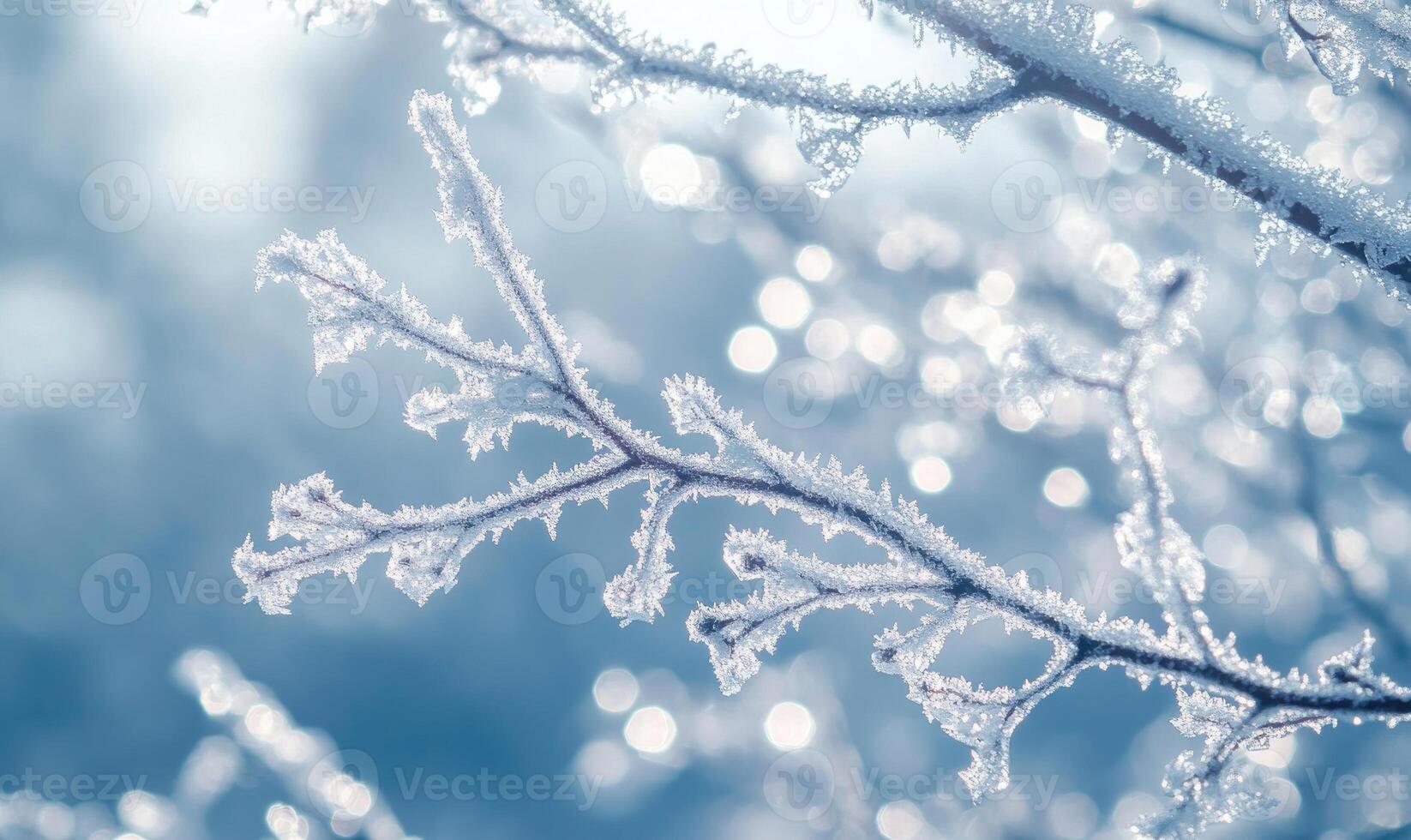 A branch covered in frost and snow photo