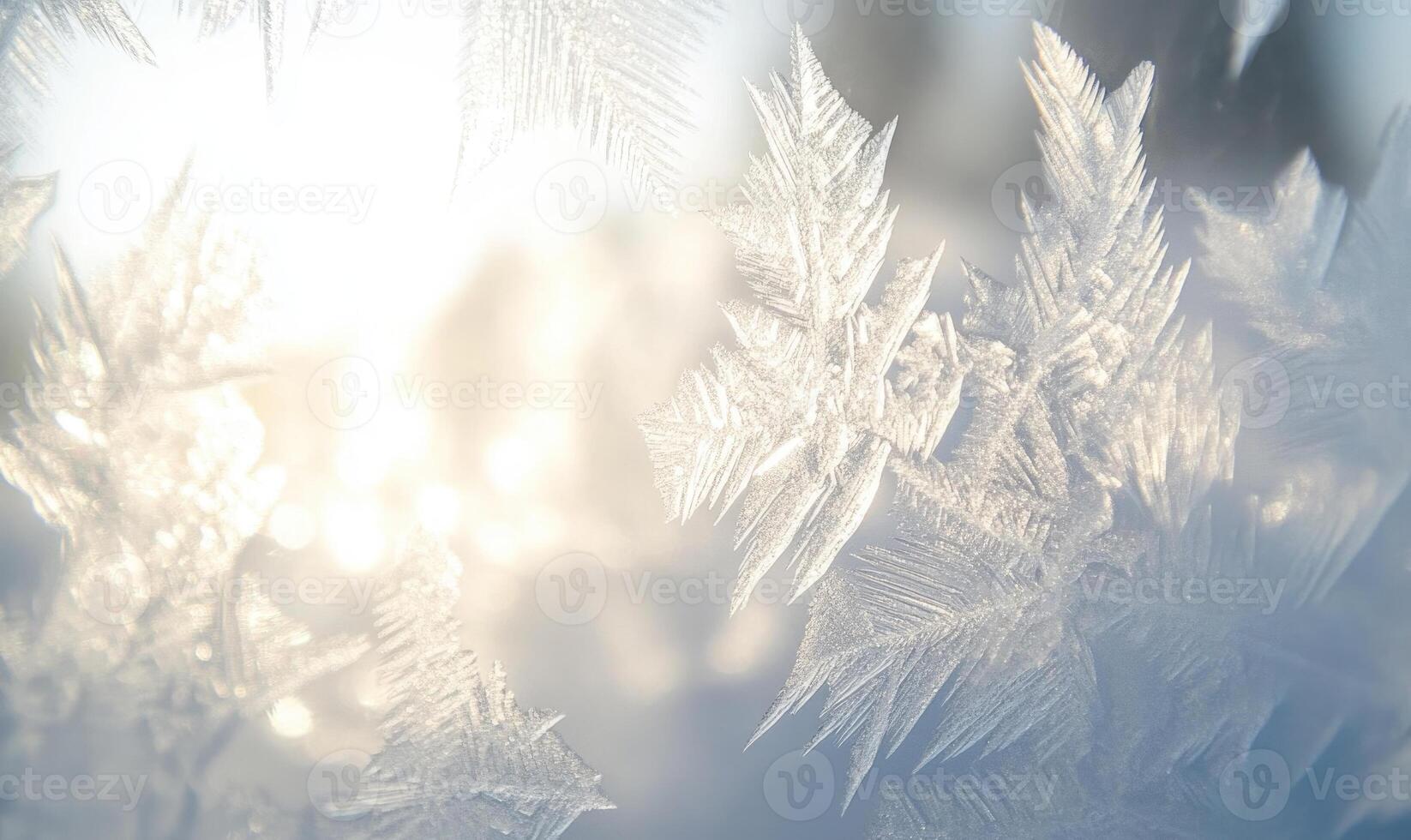 A close up of a frosty leaf, with the sun shining through the frost photo