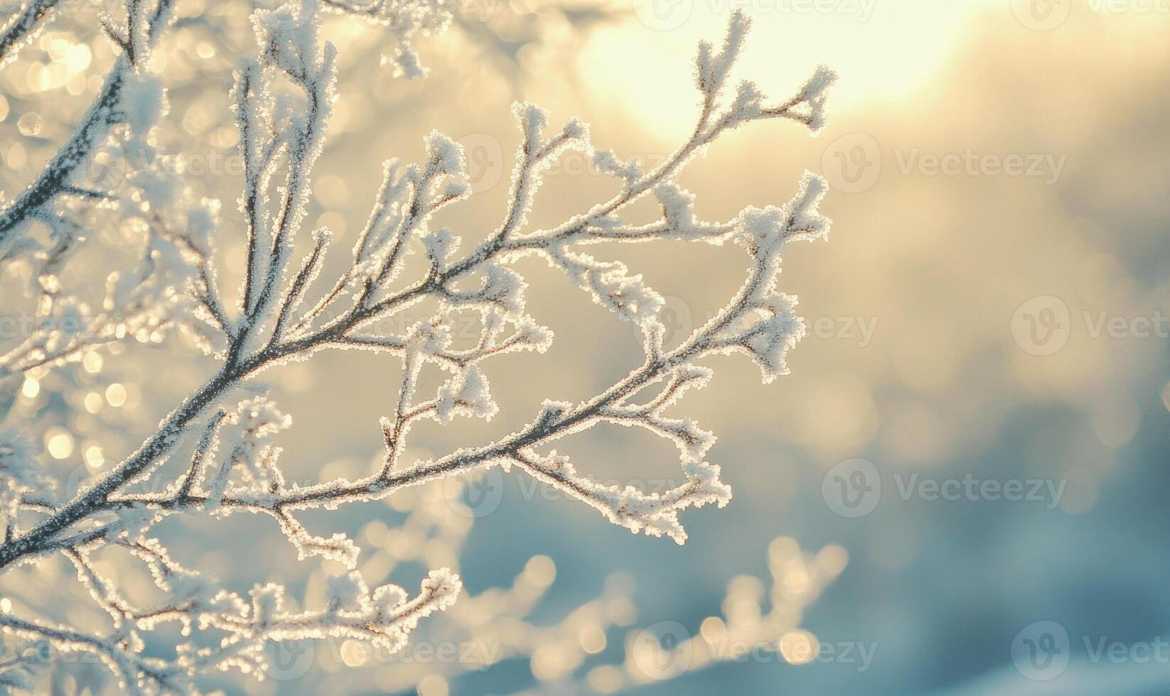 A branch covered in frost and snow photo