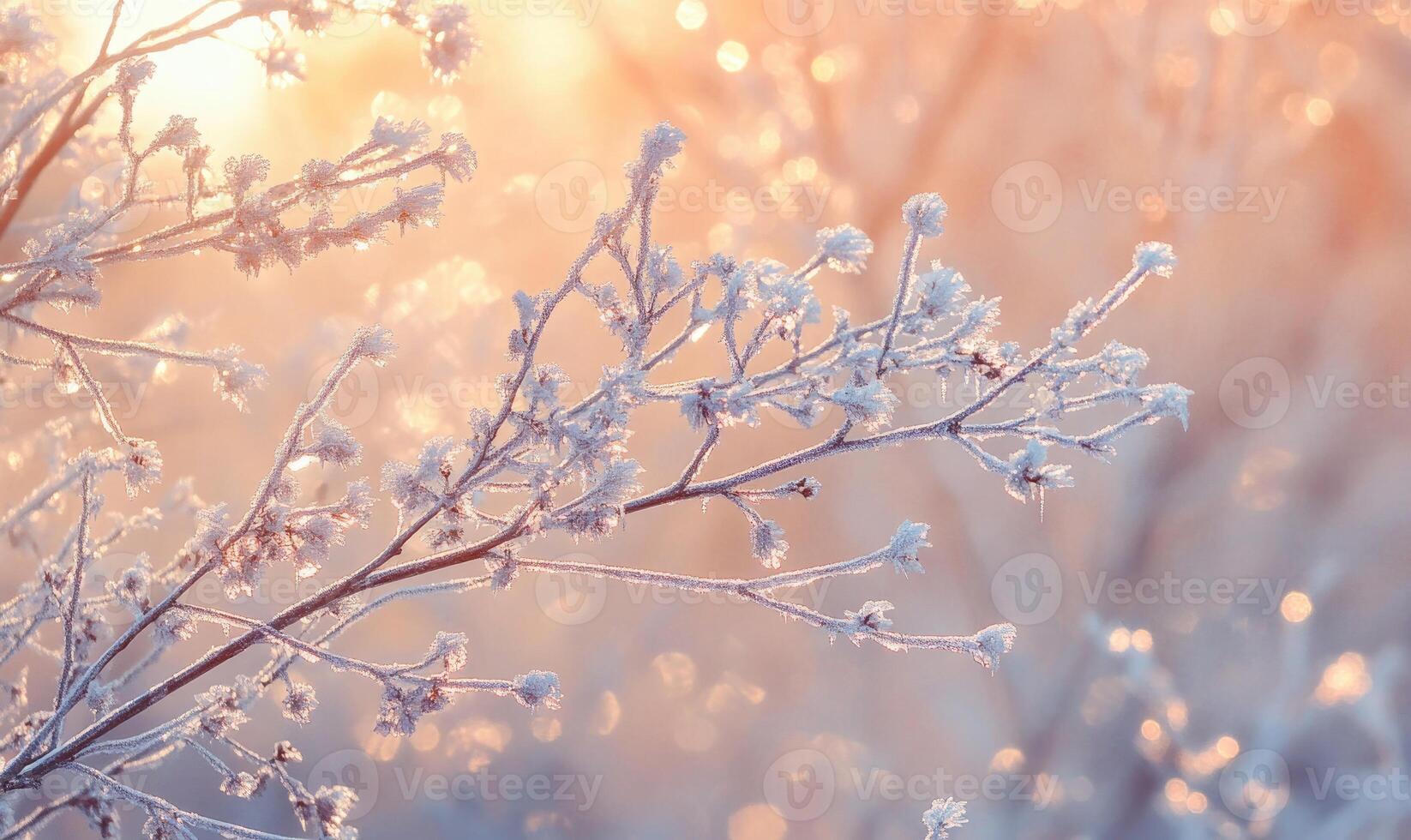 A branch covered in frost and snow photo