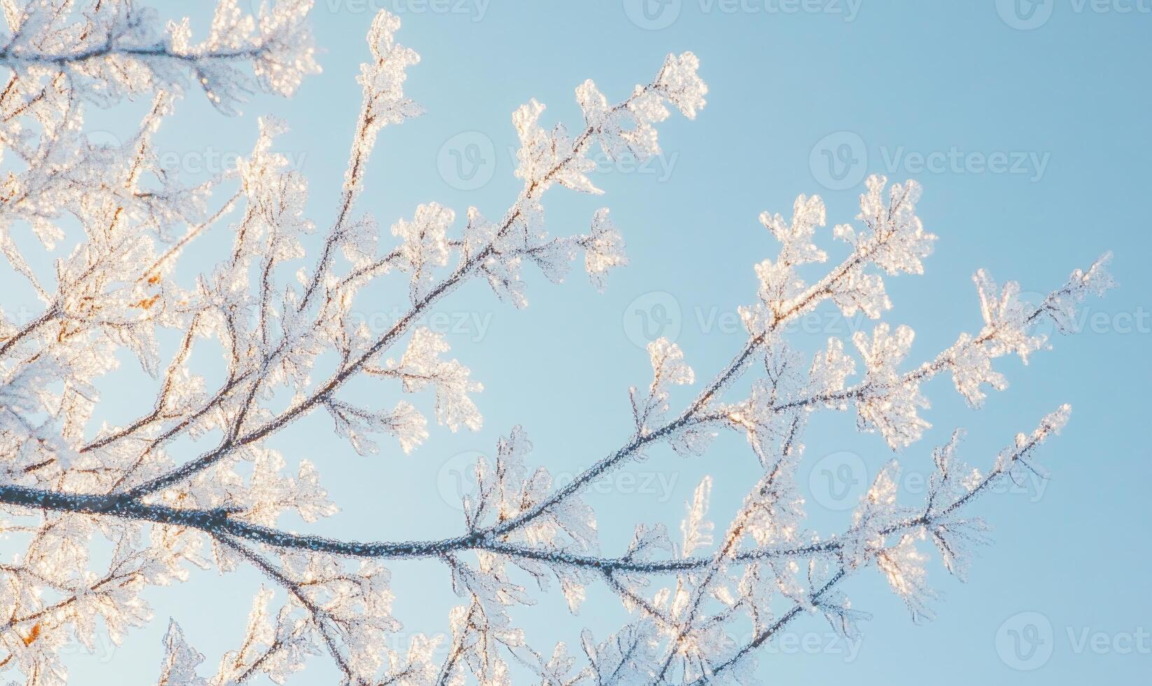 A tree branch covered in frost and snow photo