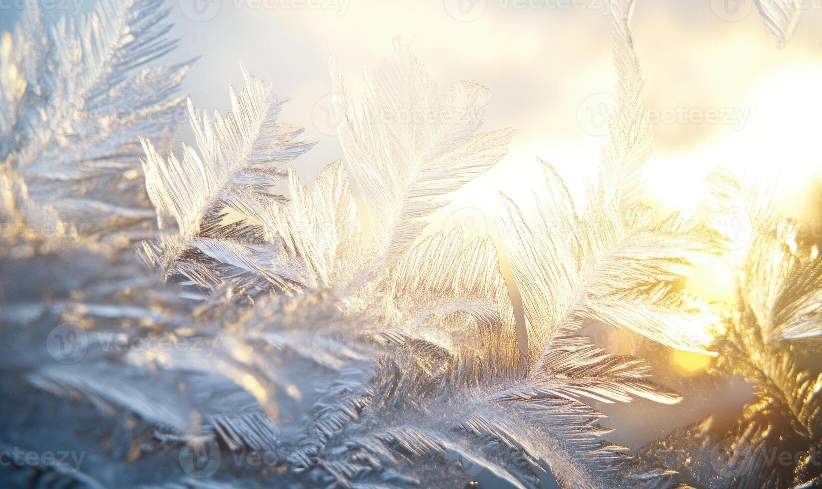 A close up of a frosty branch with a sun shining through it photo
