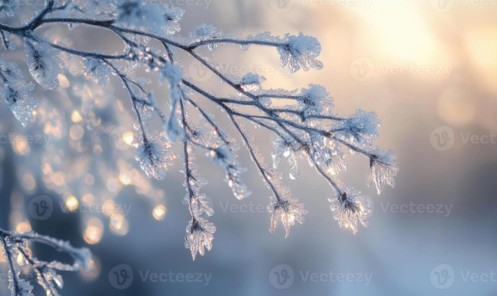 A branch covered in frost and snow photo