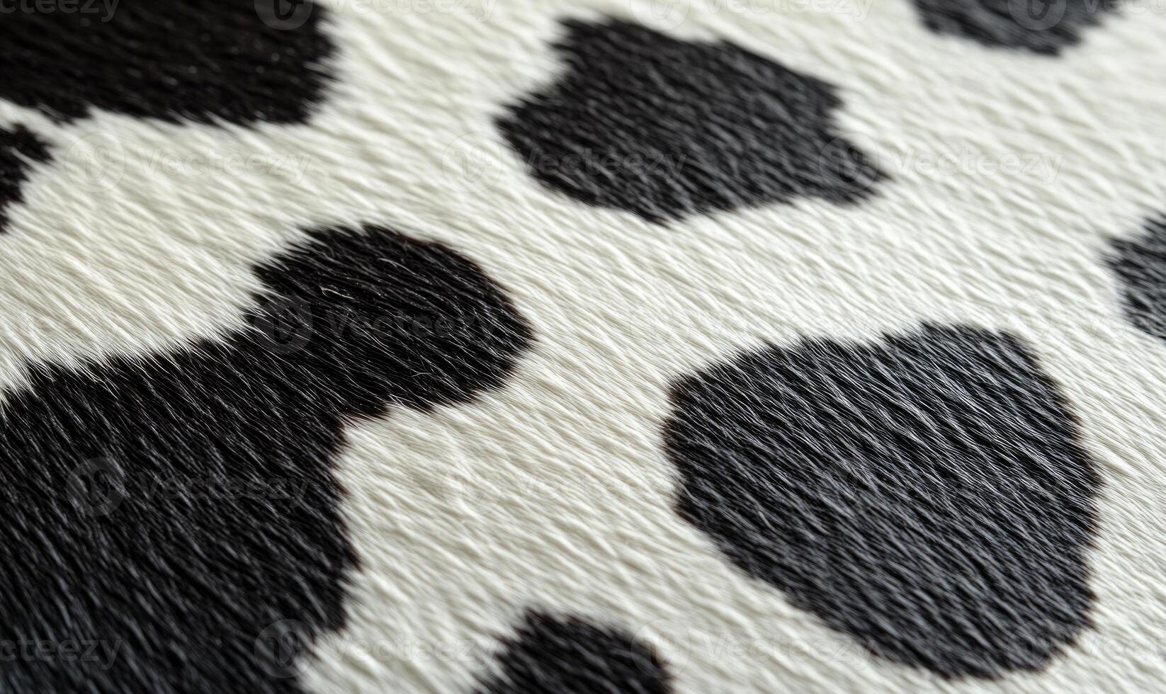 A close up of a cow's fur with black and white spots photo