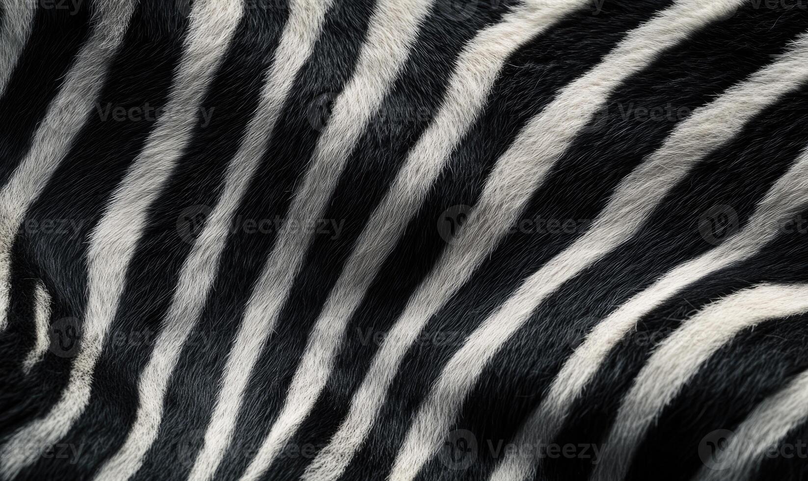 The zebra's fur is black and white photo