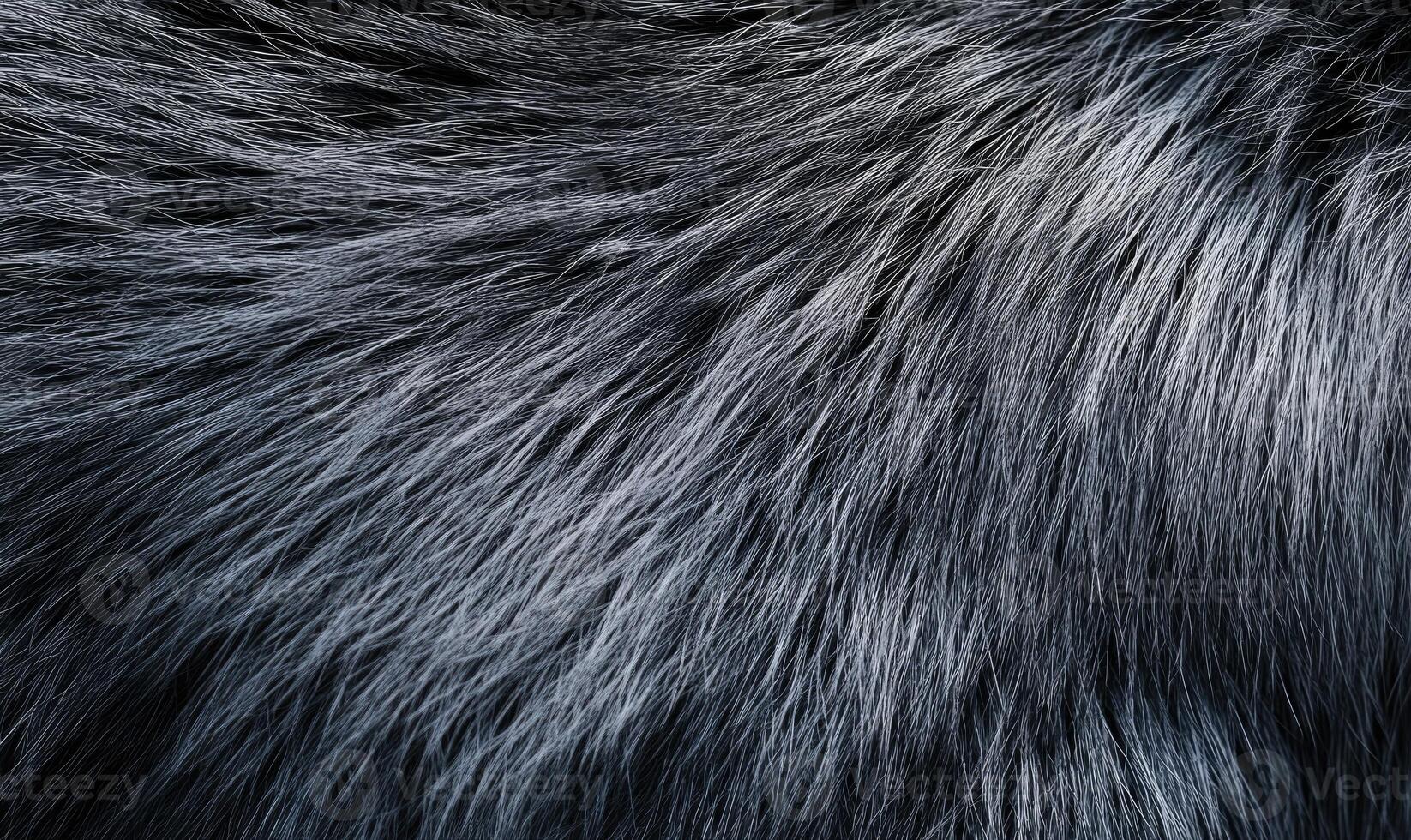 The fur of a cat is shown in a close up photo